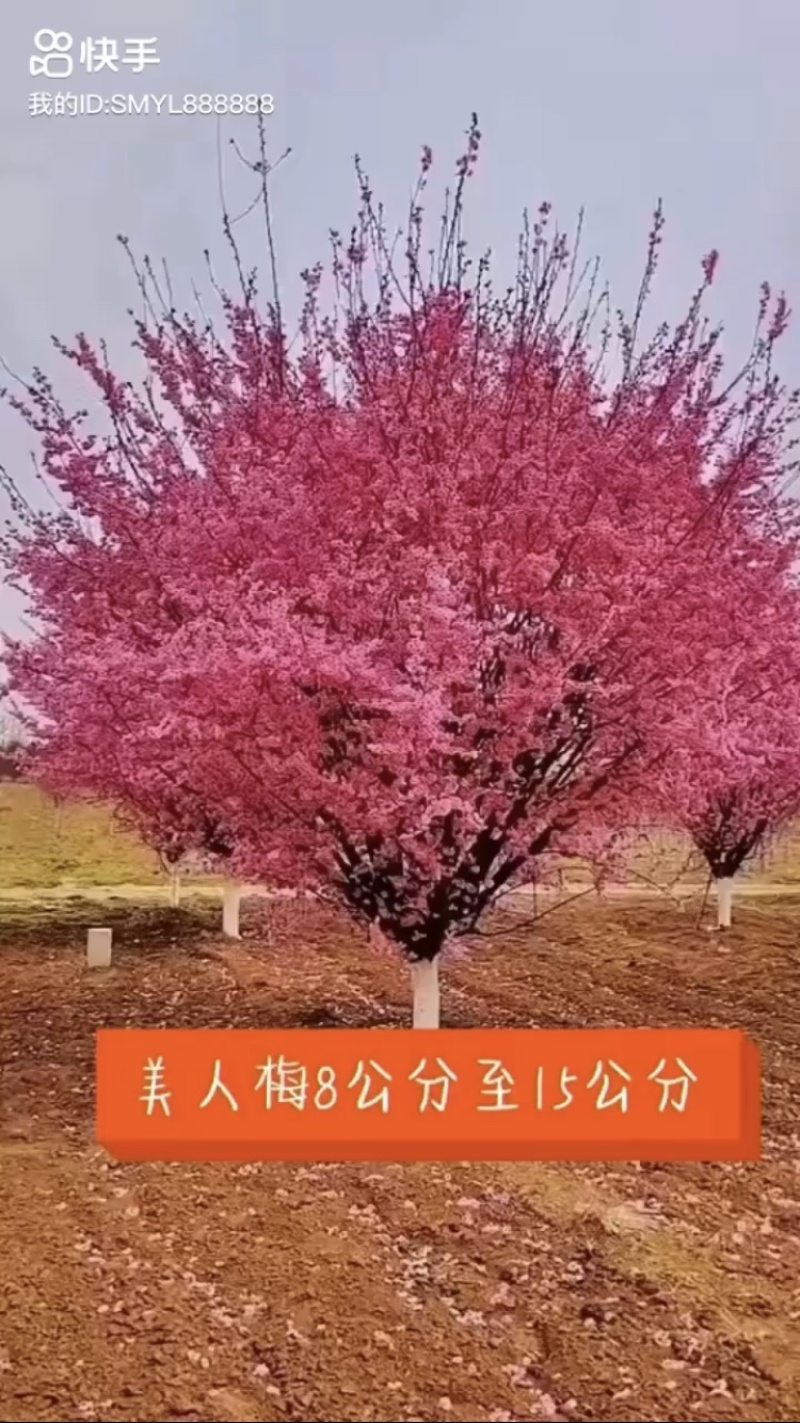 精品美人梅6公分7公分8公分9公分10公分12公分美人梅