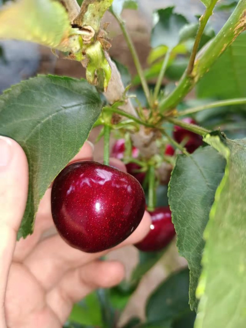 大连美早大樱桃