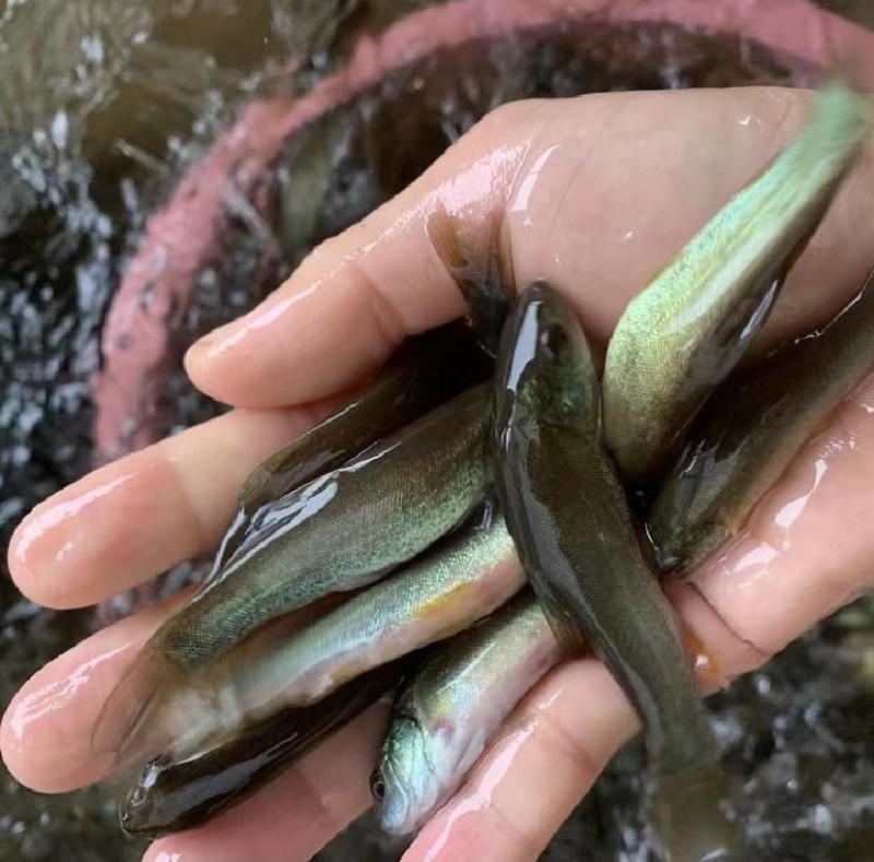 丁桂鱼苗丁贵鱼苗绿丁桂鱼苗，基地提供技术指导
