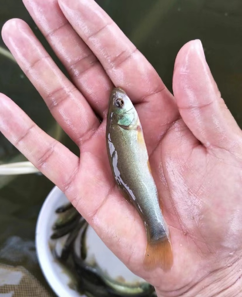 丁桂鱼苗丁贵鱼苗绿丁桂鱼苗，基地提供技术指导