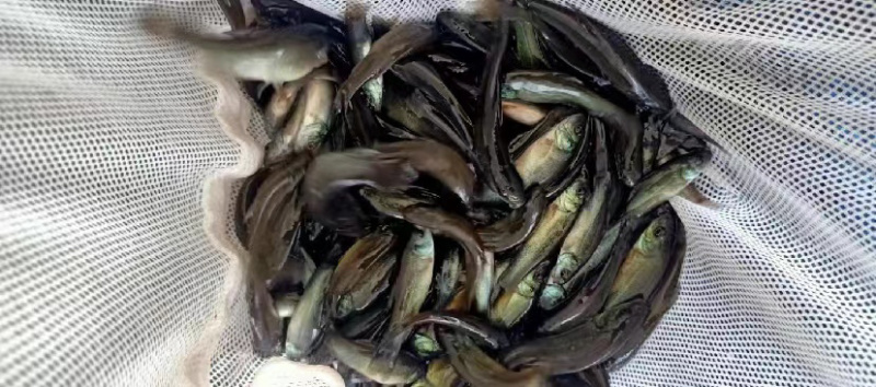 丁桂鱼苗丁贵鱼苗绿丁桂鱼苗，基地提供技术指导