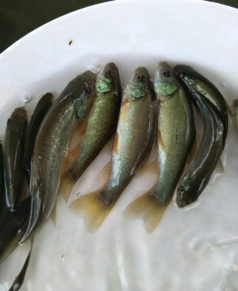 丁桂鱼苗丁贵鱼苗绿丁桂鱼苗，基地提供技术指导