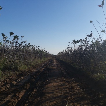 黑果花楸