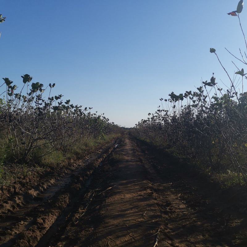黑果花楸