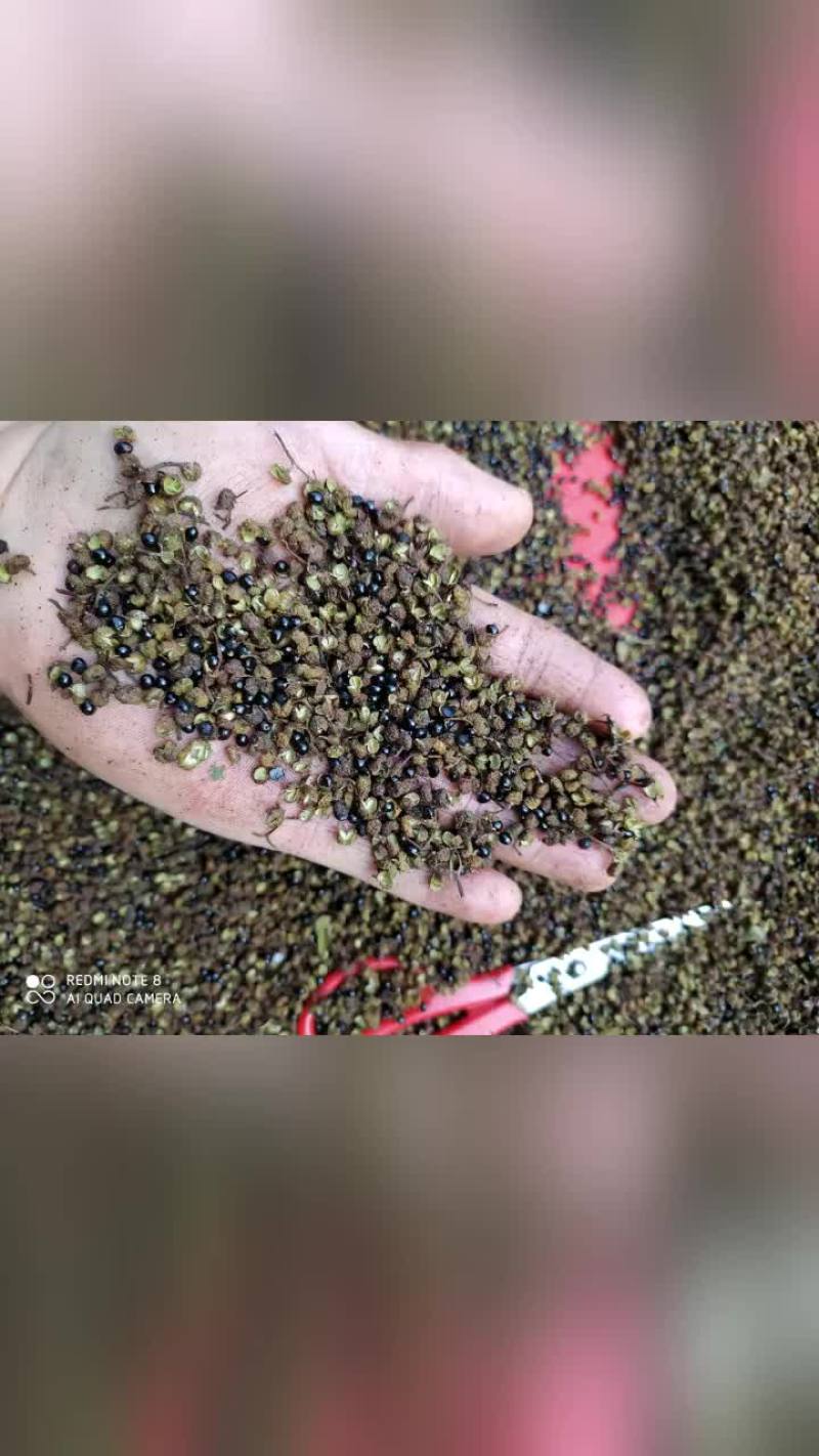 贵州铜仁无硫带籽野生花椒干货土花椒枝叶少产地直发洗澡泡脚