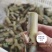 牧草种子，皇竹草种子，皇竹草，分支较强，亩产30吨