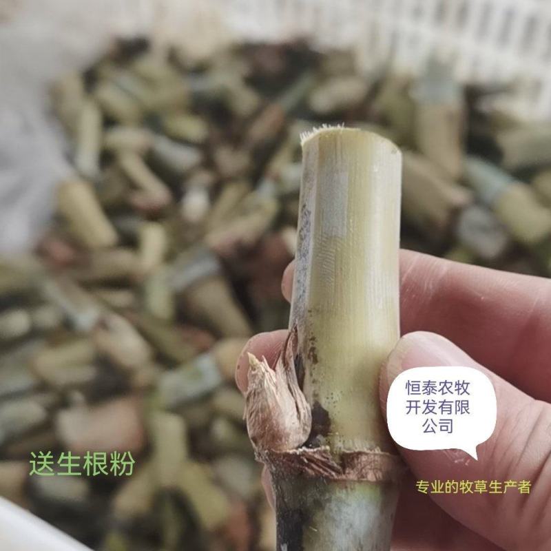 牧草种子，皇竹草种子，皇竹草，分支较强，亩产30吨
