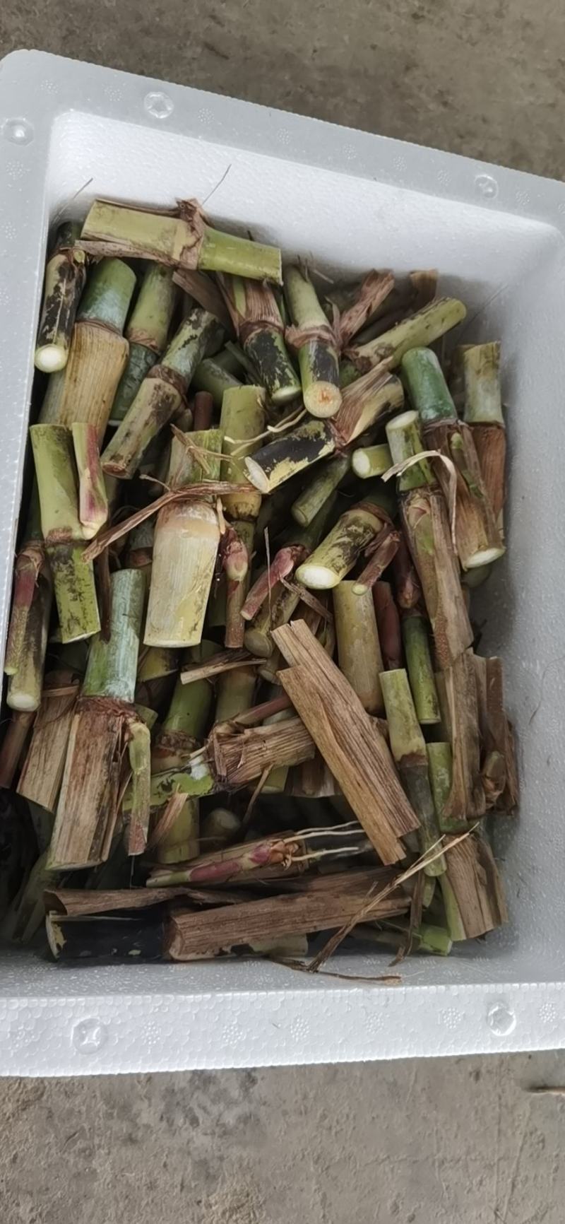 牧草种子，皇竹草种子，皇竹草，分支较强，亩产30吨