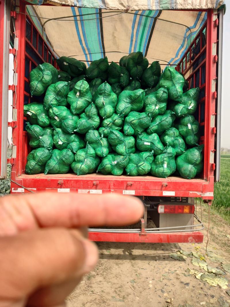 绿禾蔬菜万亩基地精品扁包奥奇娜市场货、加工厂货大量供应