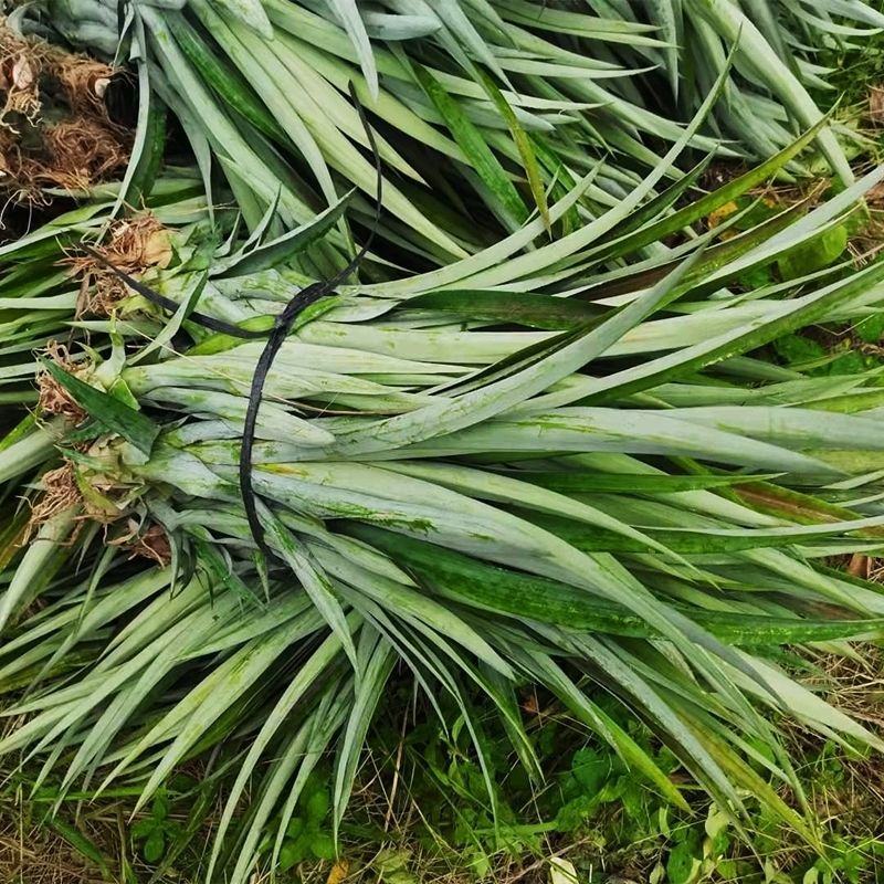 凤梨苗地菠萝苗金钻凤梨苗庭院阳台盆栽地栽种植结果带根发货