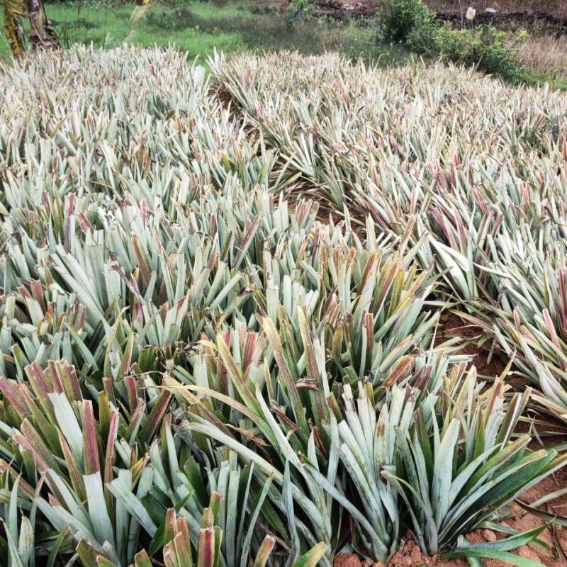 凤梨苗地菠萝苗金钻凤梨苗庭院阳台盆栽地栽种植结果带根发货