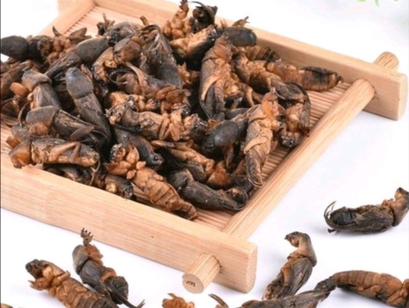 蝼蛄,道地药材，质优价实，品质保证，药典标准一公斤起批