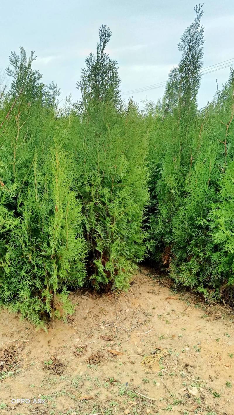 蜀侩，绿化园林，自家种植，量大从优。1.2.3.级都有