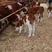 常年出售，育肥牛犊，西门塔尔牛，种牛，怀孕母牛。