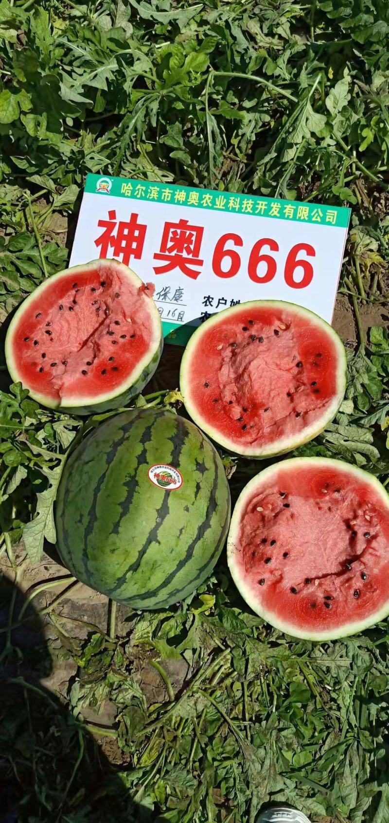 神奥666精品西瓜种子皮色绿瓤色红产量高皮薄坚韧耐储运