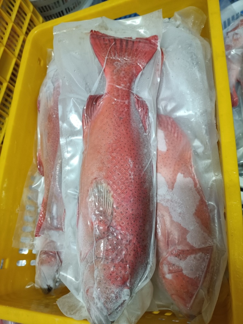 活鱼放血极冻原条东星斑产地直销品质保证