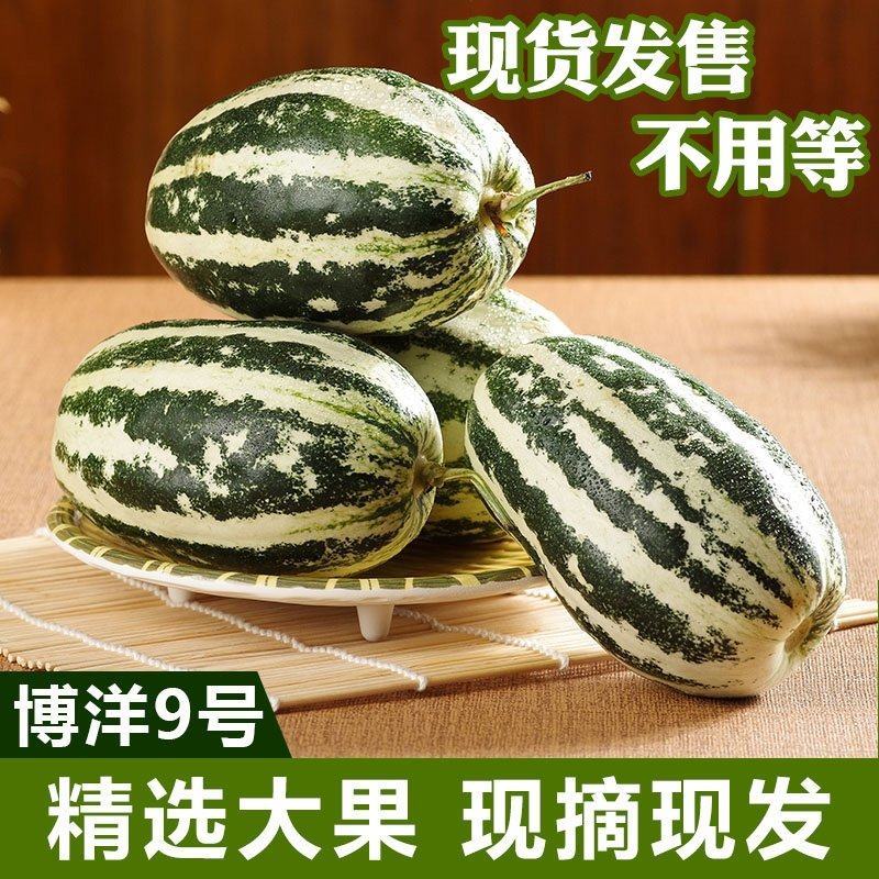 河北省沧州市青县博洋九号头茬温室现货发售