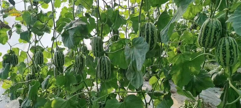 河北省沧州市青县博洋九号头茬温室现货发售