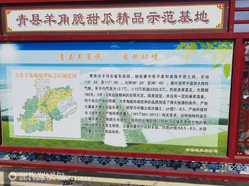 河北省沧州市青县博洋九号头茬温室现货发售