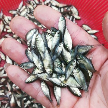 鲫鱼苗银鲫鱼苗白鲫鱼苗