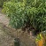 正品耀堂仙桃树苗木瓜仙桃树苗品种保证可盆栽阳台种植包邮
