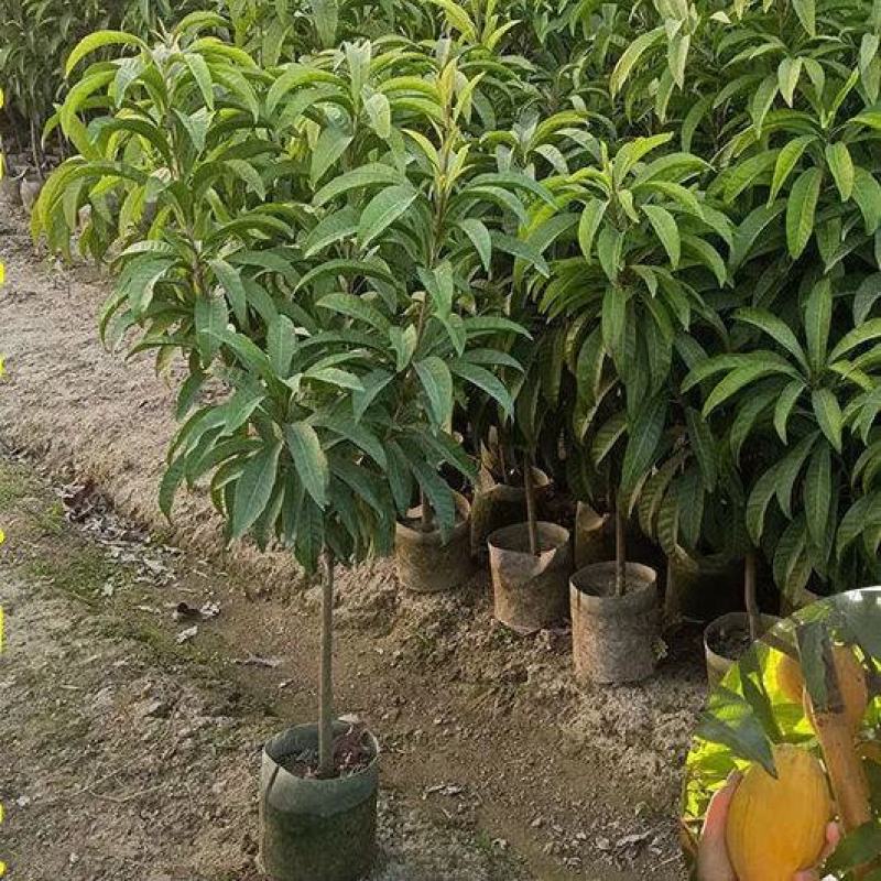 正品耀堂仙桃树苗木瓜仙桃树苗品种保证可盆栽阳台种植包邮