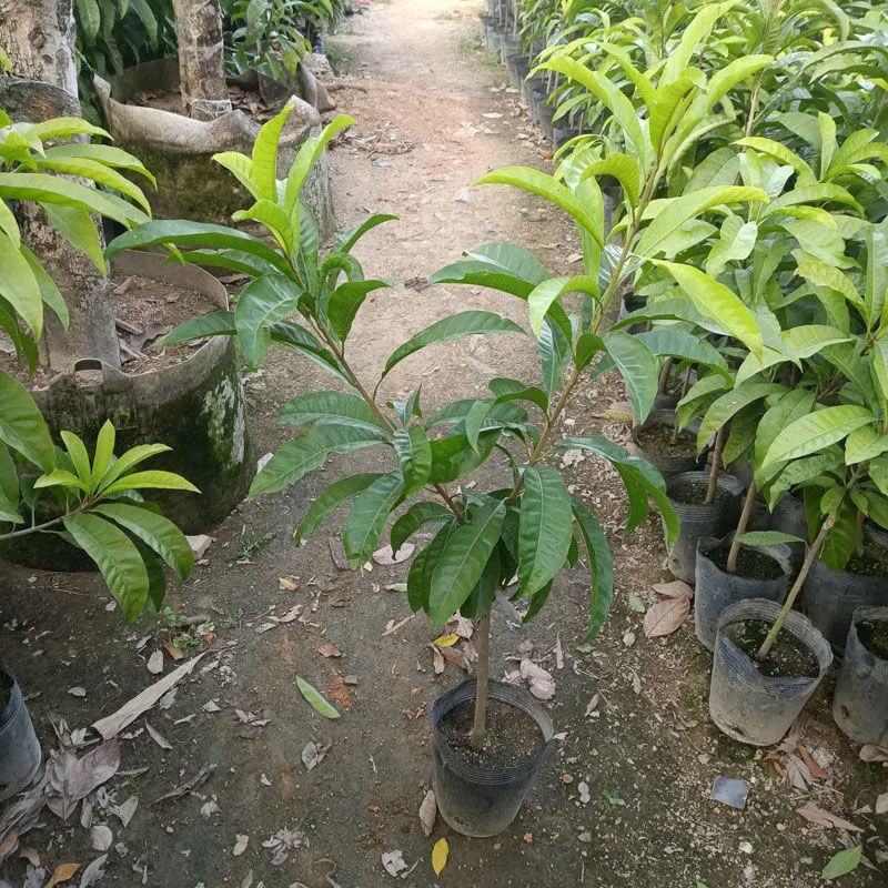 正品耀堂仙桃树苗木瓜仙桃树苗品种保证可盆栽阳台种植包邮