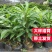正品耀堂仙桃树苗木瓜仙桃树苗品种保证可盆栽阳台种植包邮