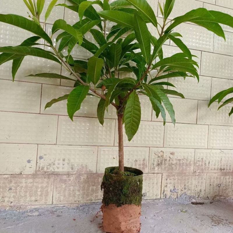 正品耀堂仙桃树苗木瓜仙桃树苗品种保证可盆栽阳台种植包邮
