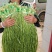 贡菜干贡菜云南贡菜笋干自产自销日产现货两百公斤