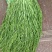贡菜干贡菜云南贡菜笋干自产自销日产现货两百公斤