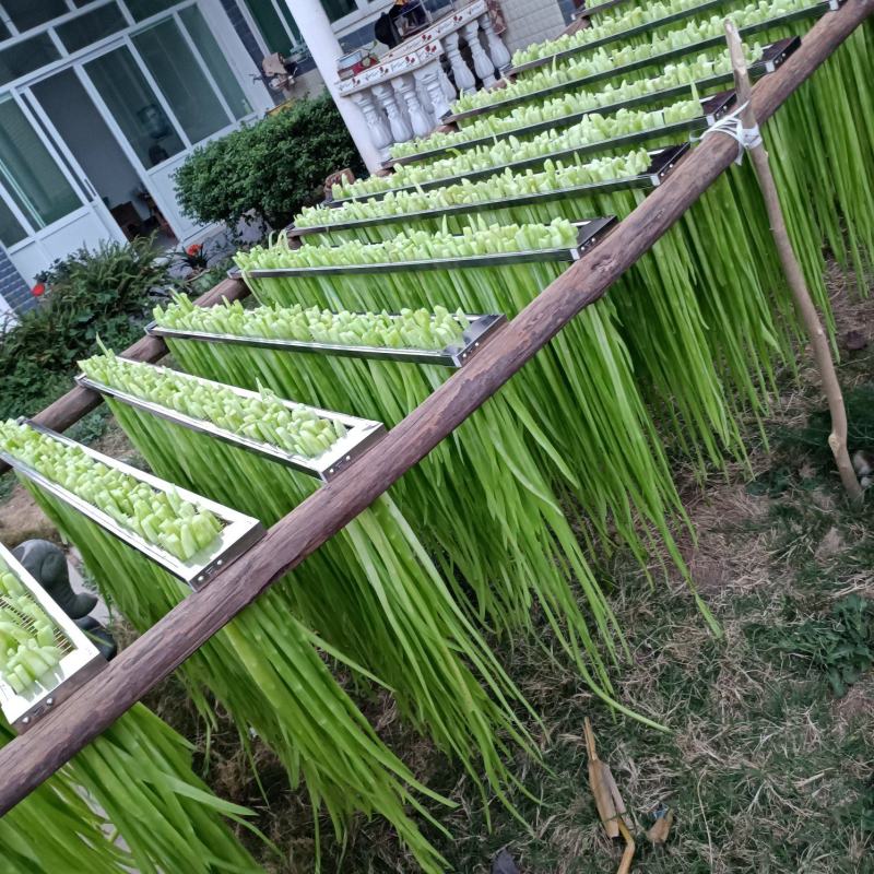 贡菜，大理贡莱自厂自销货源稳定长期供货代发全国市场