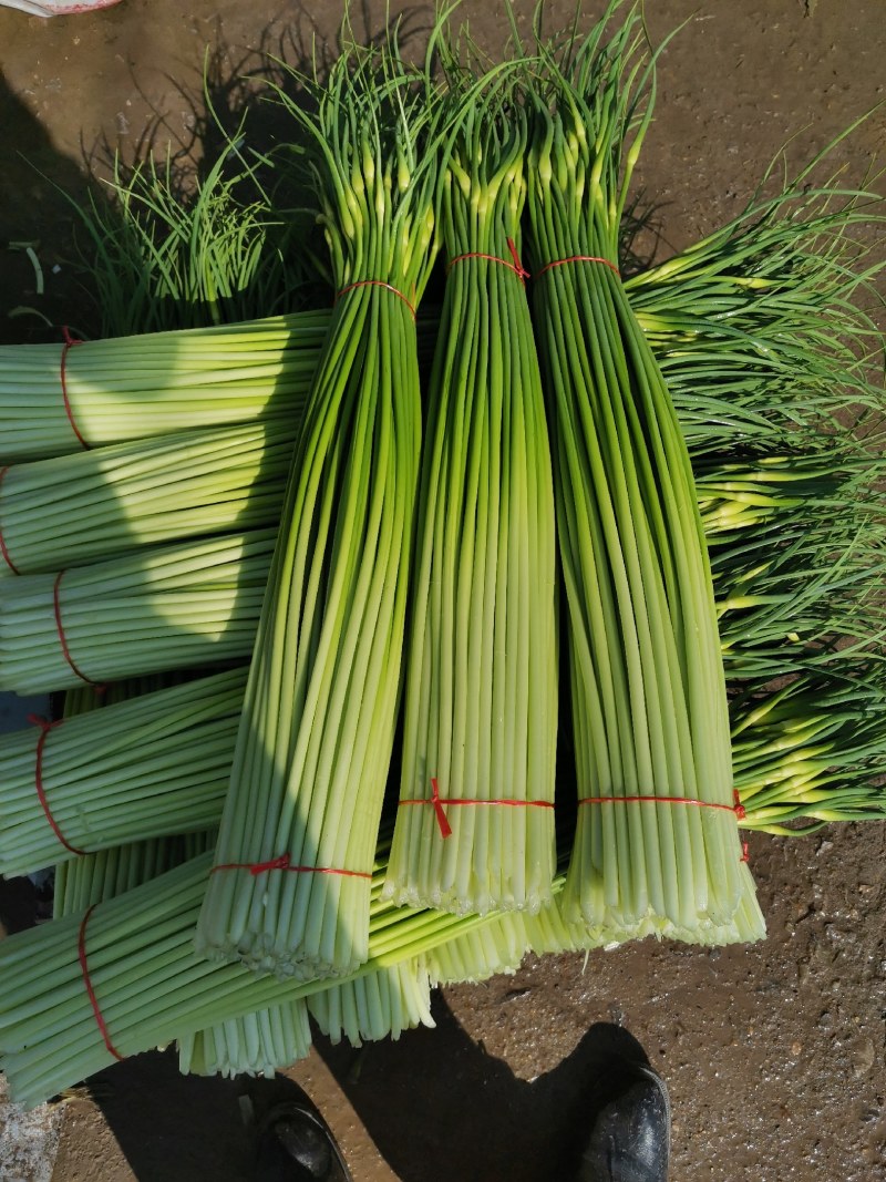 【荐】精品白帽蒜苔大量上市中，价格优惠一手货源全国发货