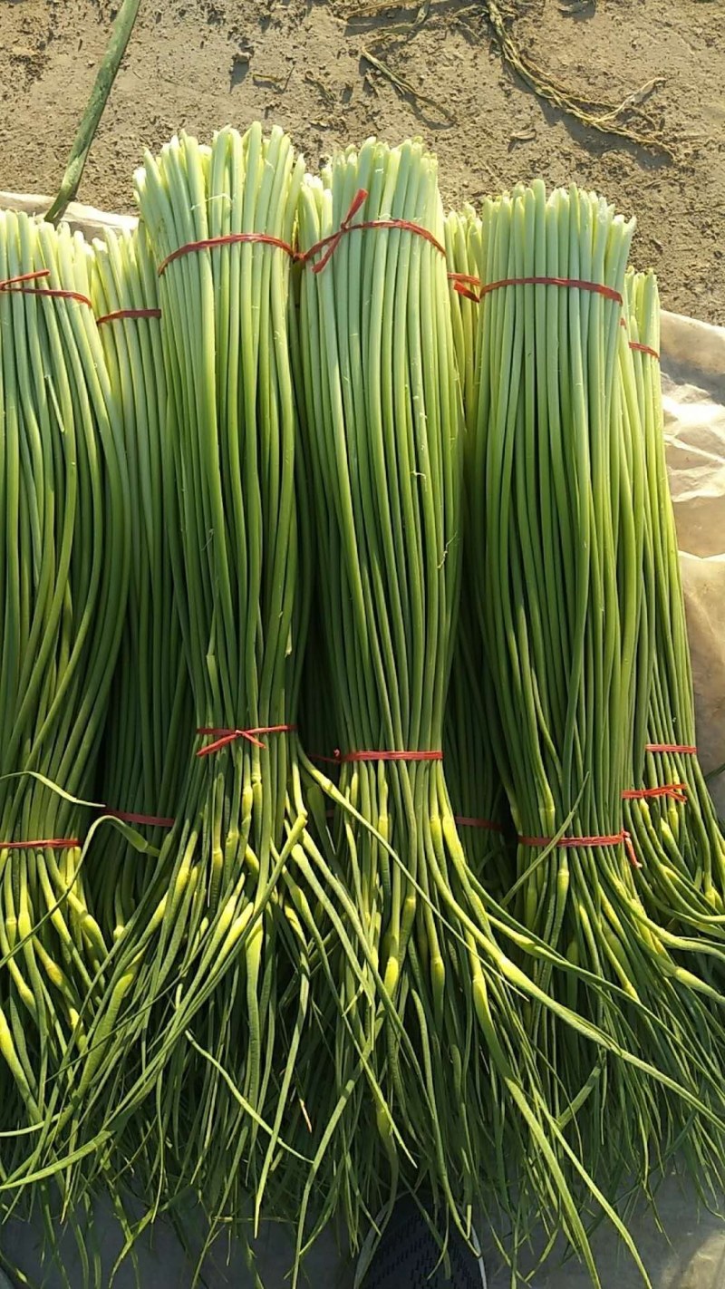 【荐】精品白帽蒜苔大量上市中，价格优惠一手货源全国发货