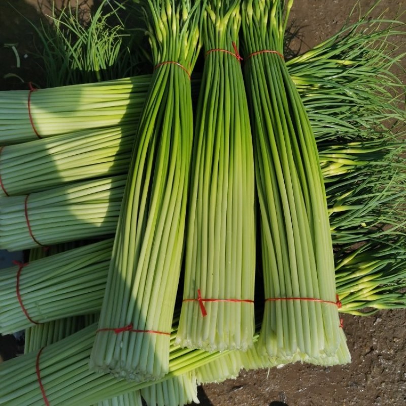 【荐】精品白帽蒜苔大量上市中，价格优惠一手货源全国发货