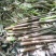 陕南深山安康富硒脆嫩竹笋真空包装锁住新鲜视频看货实地看货