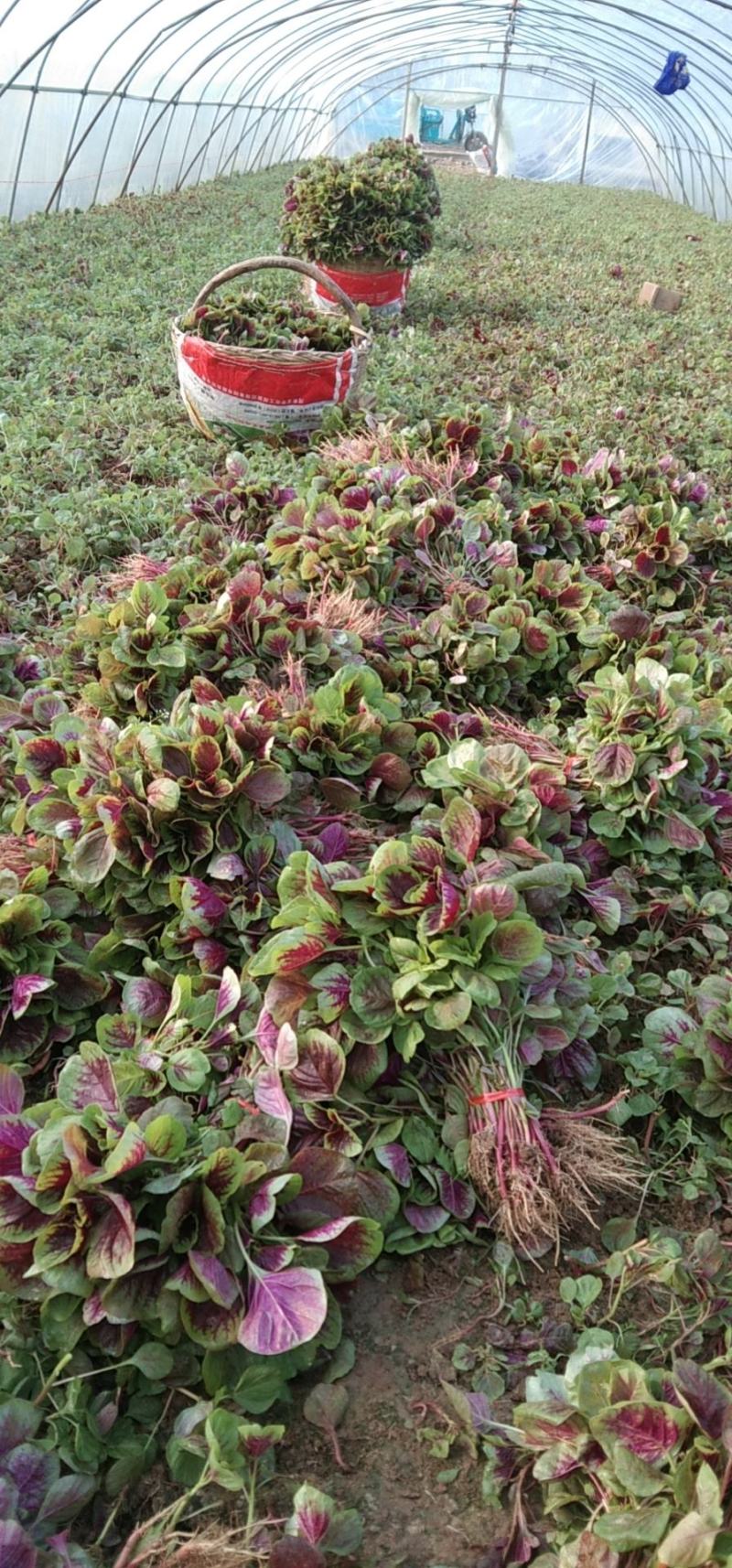 基地直供红苋菜，量大从优。