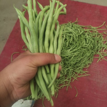 精品架豆