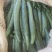 新秧黄瓜