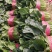 【菠菜】金乡大叶菠菜大量上市价格便宜代发全国