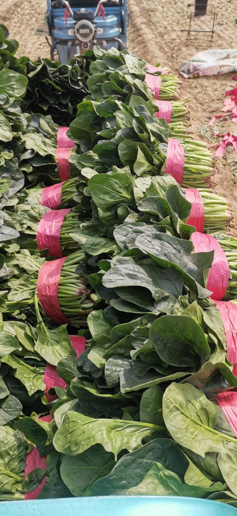 【菠菜】金乡大叶菠菜大量上市价格便宜代发全国