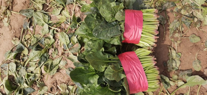【菠菜】金乡大叶菠菜大量上市价格便宜代发全国