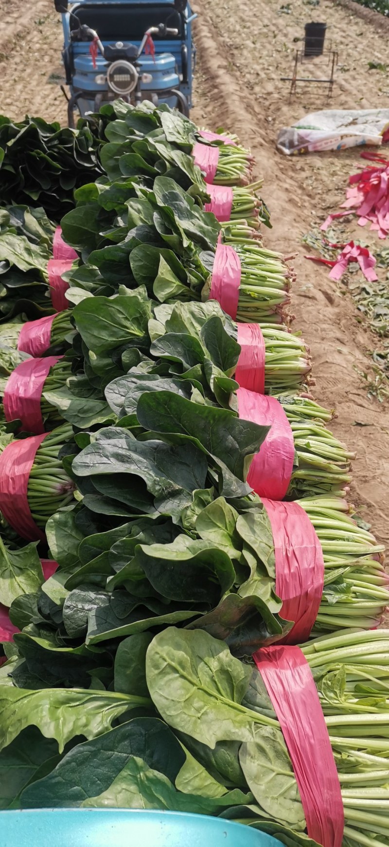 【菠菜】金乡大叶菠菜大量上市价格便宜代发全国