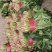 【菠菜】金乡大叶菠菜大量上市价格便宜代发全国