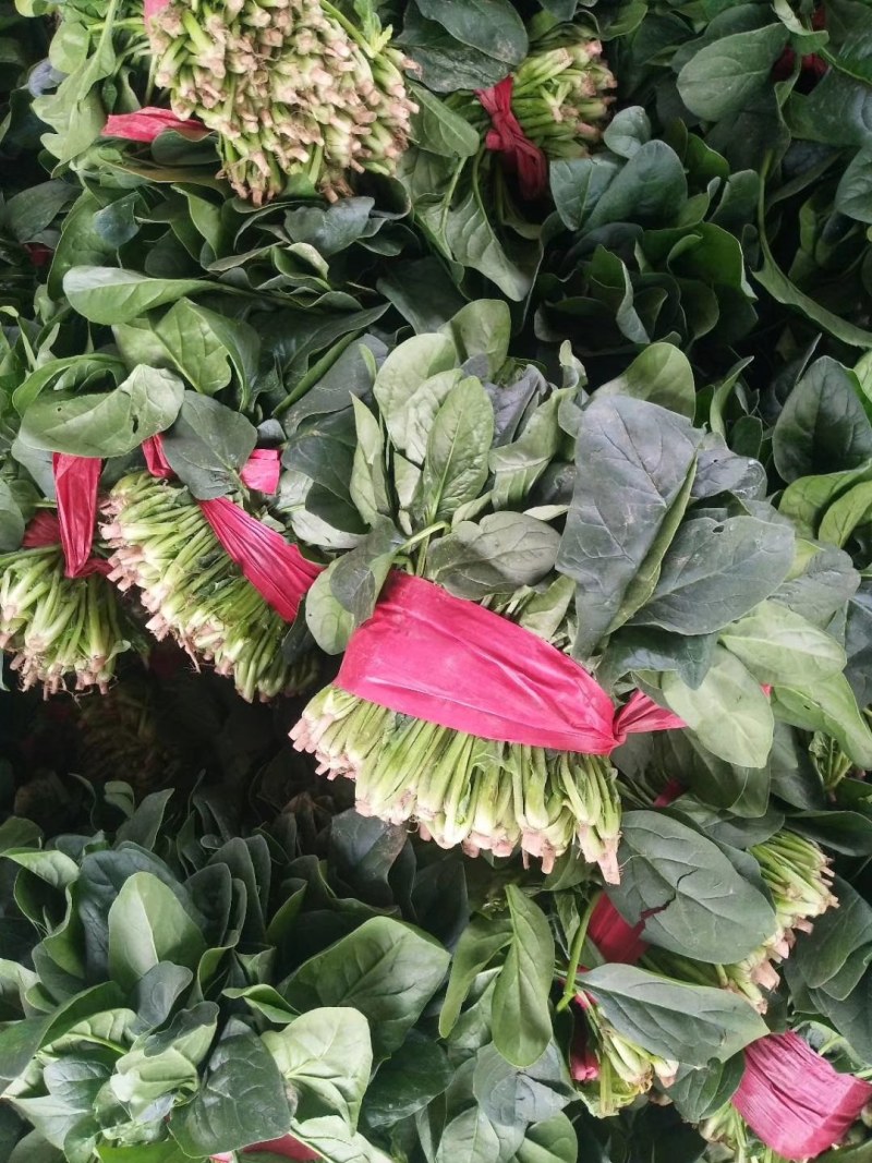 【菠菜】金乡大叶菠菜大量上市价格便宜代发全国
