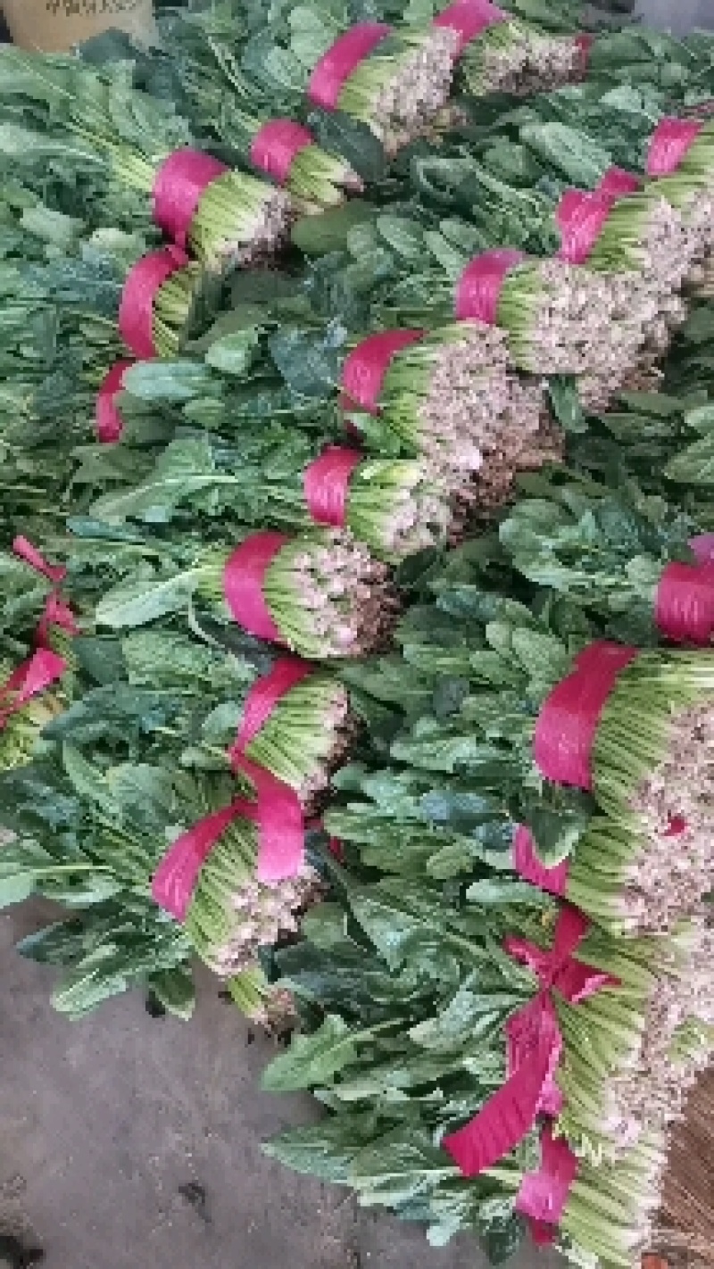 【菠菜】金乡大叶菠菜大量上市价格便宜代发全国