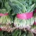 【菠菜】金乡大叶菠菜大量上市价格便宜代发全国