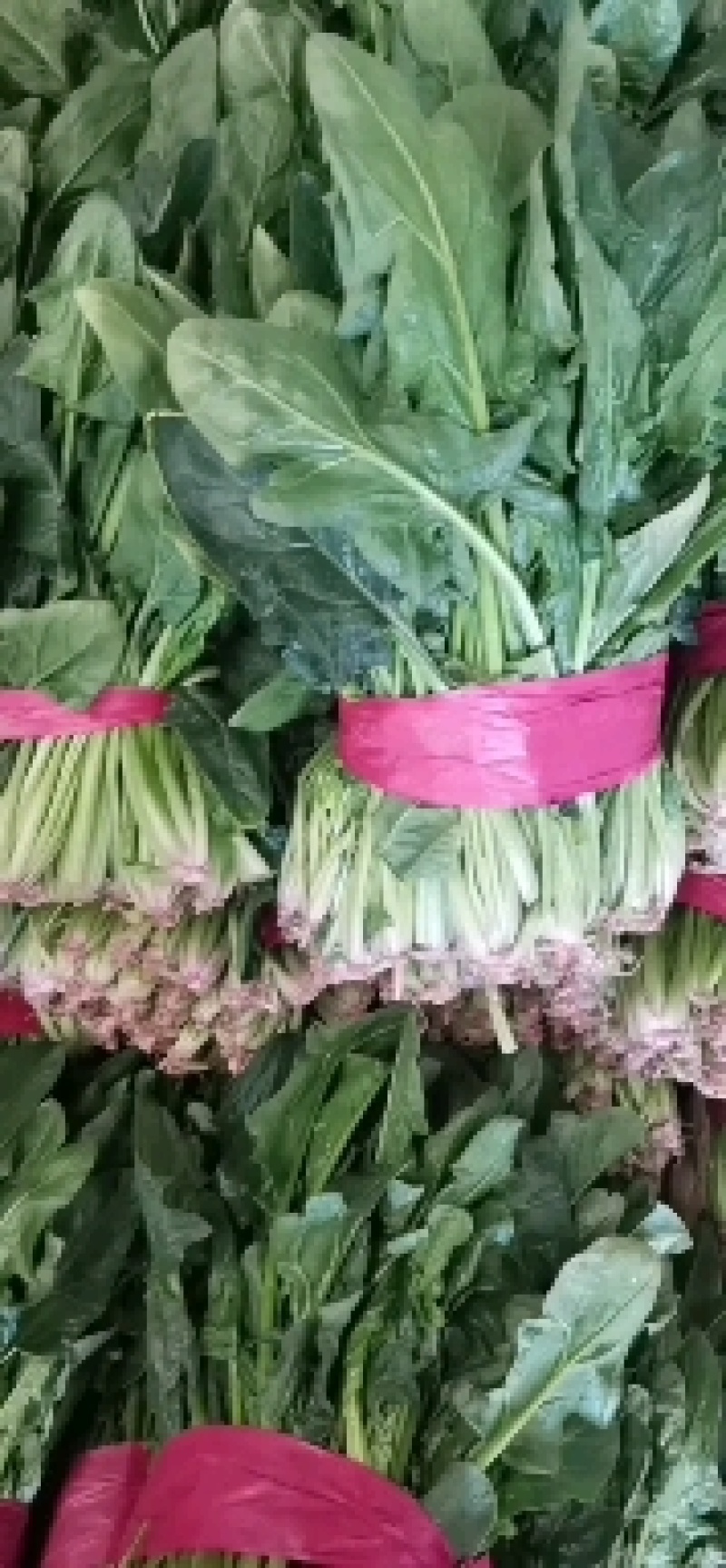 【菠菜】金乡大叶菠菜大量上市价格便宜代发全国