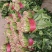 【菠菜】金乡大叶菠菜大量上市价格便宜代发全国