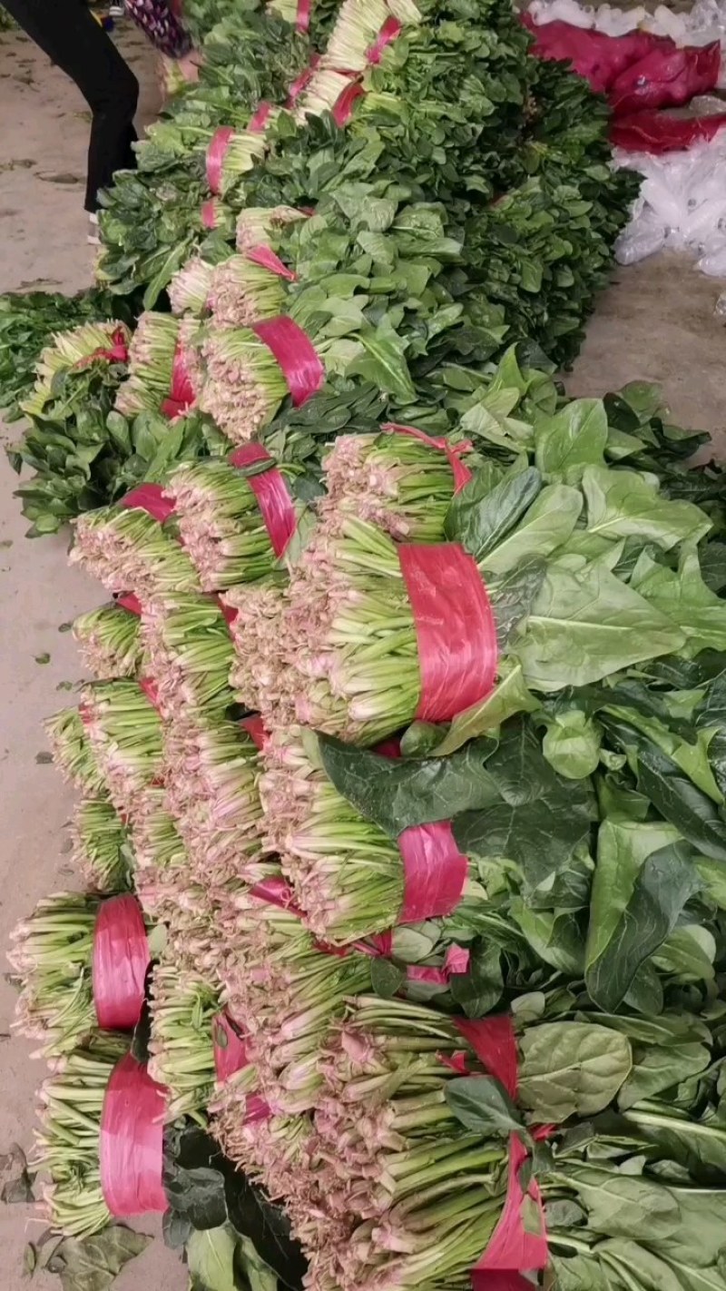 【菠菜】金乡大叶菠菜大量上市价格便宜代发全国